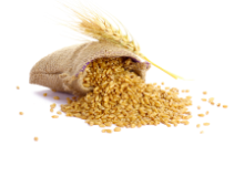 Malt